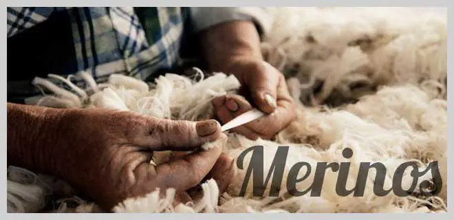 atnl2101-merinos